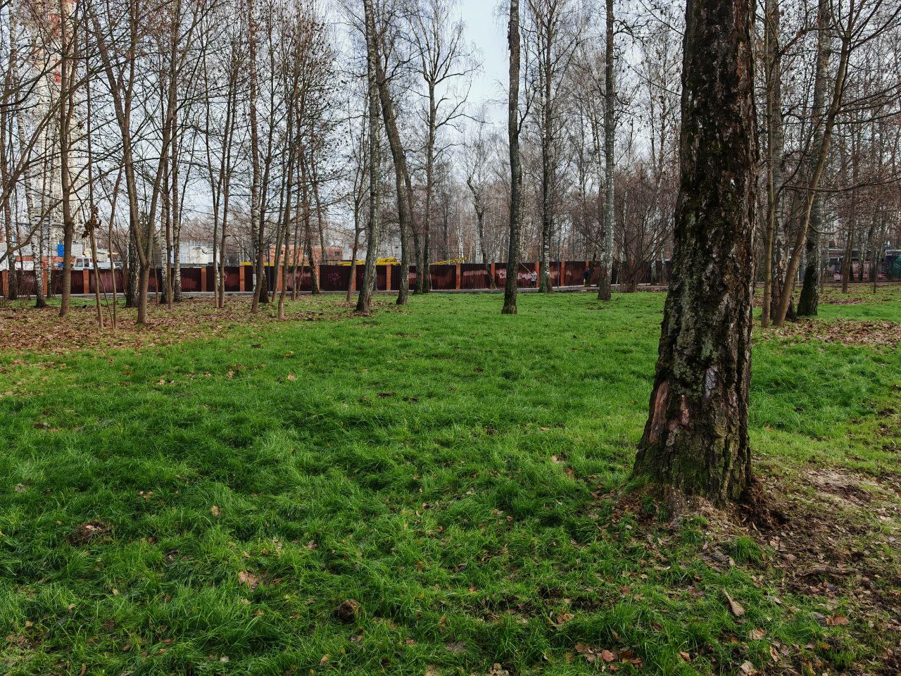 Зеленая зона парка с газонами и деревьями после завершения благоустройства в Подольске